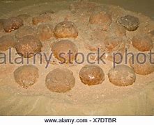 Image result for Gobi Dinosaur Eggs