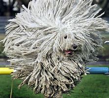 Image result for Giddy Dog Breeds