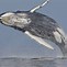 Image result for Whale Water