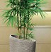 Image result for Unique Indoor Plant Pots