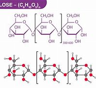 Image result for SPAC Starch Organisation Structure