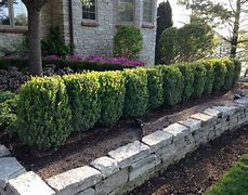 Image result for Boxwood Hedge Plants