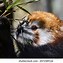 Image result for Panda Eating Fish