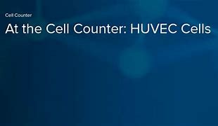 Image result for EpCAM HUVEC