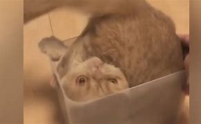 Image result for Silly Cat in Box