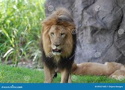 Image result for Black Fur Lion