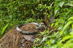 Image result for King Cobra Snake Eggs