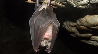 Image result for Dracula Vampire Bat