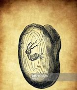 Image result for Ant Fossil