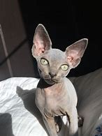 Image result for Sphynx Cat Cake Pan