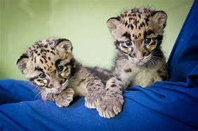 Image result for Clouded Leopard Babies