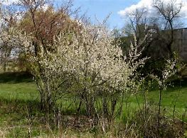 Image result for American Wild Plum Tree