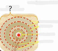 Image result for Osteon Labeling