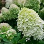 Image result for Limelight Hydrangea in the Landscape