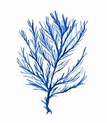 Image result for Watercolor Seaweed