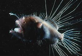 Image result for Fanfin Angler Fish