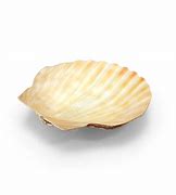 Image result for Clam Shell in Square Pixels