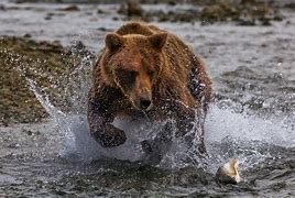 Image result for Grizzly Bear Catching Fish