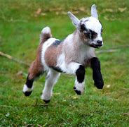 Image result for pygmy goat cartoon