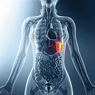 Image result for Spleen in Human Body