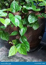 Image result for Piper Betel Plant