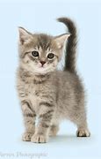 Image result for Grey Californa Swirl Kittens