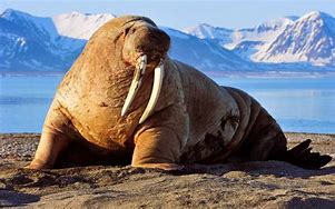 Image result for Walrus Rhyme