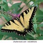 Image result for Caterpillar Tiger Swallowtail Pupa