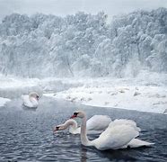 Image result for Swans in Winter Love Lake