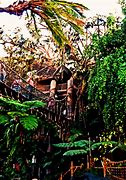 Image result for David Stiles Tarzan Treehouse