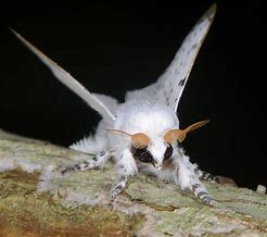 Image result for Australian Poodle Moth