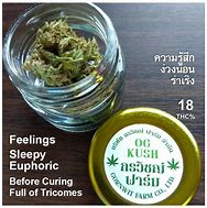 Image result for OG Kush Indica