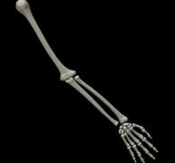 Image result for Skeletal Hand and Arm