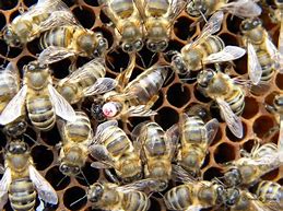 Image result for Caucasian Queen Bee