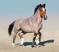 Image result for Roan Stallion