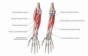 Image result for Flexors of the Forearm