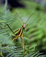 Image result for Praying Mantis Insect