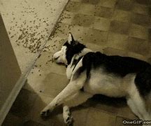 Image result for Lose a Dog GIF