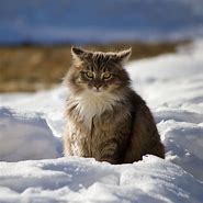 Image result for Fluffy Snow Cat