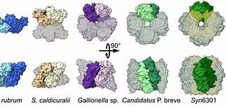 Image result for Protein Assembly