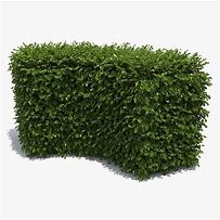 Image result for Boxwood Hedge Plants