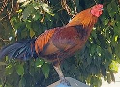 Image result for Neurologic Chickens