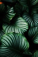 Image result for Bright Green Leaves Poster