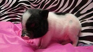 Image result for teacup pigs