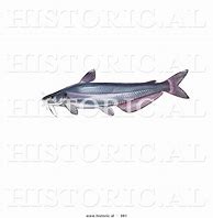 Image result for Blue Catfish Ictalurus Furcatus