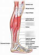 Image result for Leg Side View