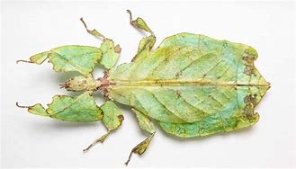 Image result for Leaf Insect Species