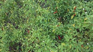 Image result for Chilli Plantation