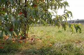 Image result for French Peach Orchard