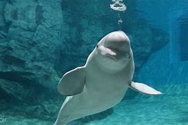 Image result for Nagoya Aquarium